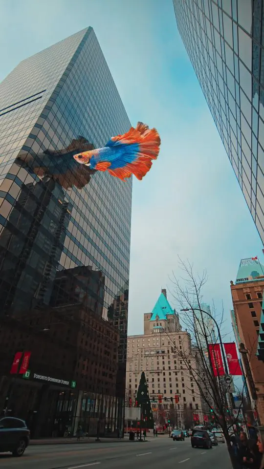 Creative social media content and video production by White Crow Picture Vancouver Instagram Reels and social media video